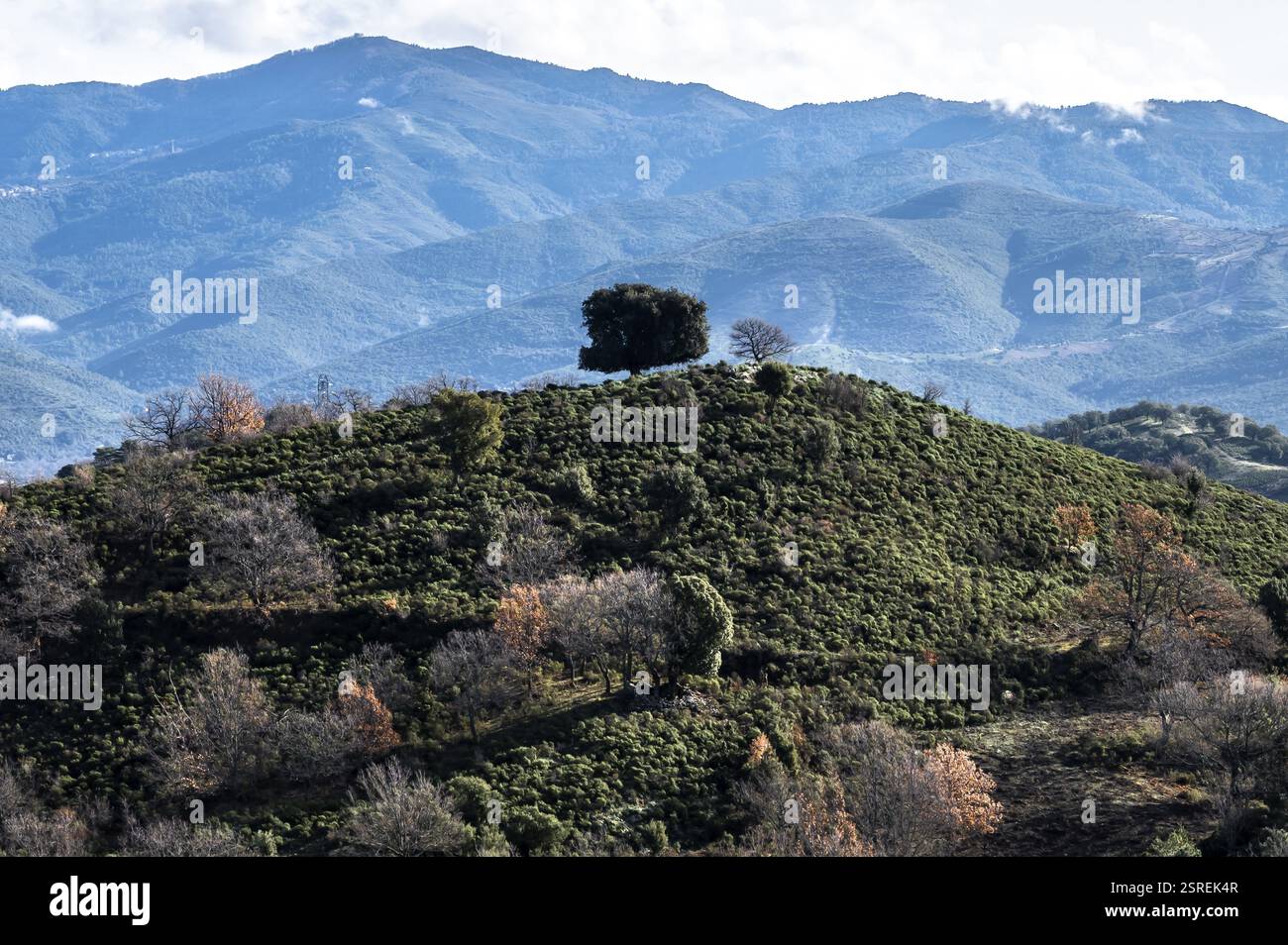 Arbre solitaire au sommet d'une colline près de Santo-Pietro-de-Venaco, PNR Corse, Corse, France, Europe Banque D'Images