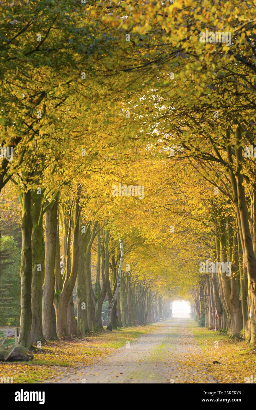 Forêt loin en automne Banque D'Images
