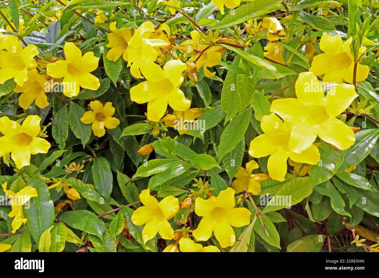 Un groupe de fleurs sur la plante Allamanda cathartica, communément appelée trompette dorée, trompetvine commune et allamanda jaune, originaire du Brésil. Banque D'Images