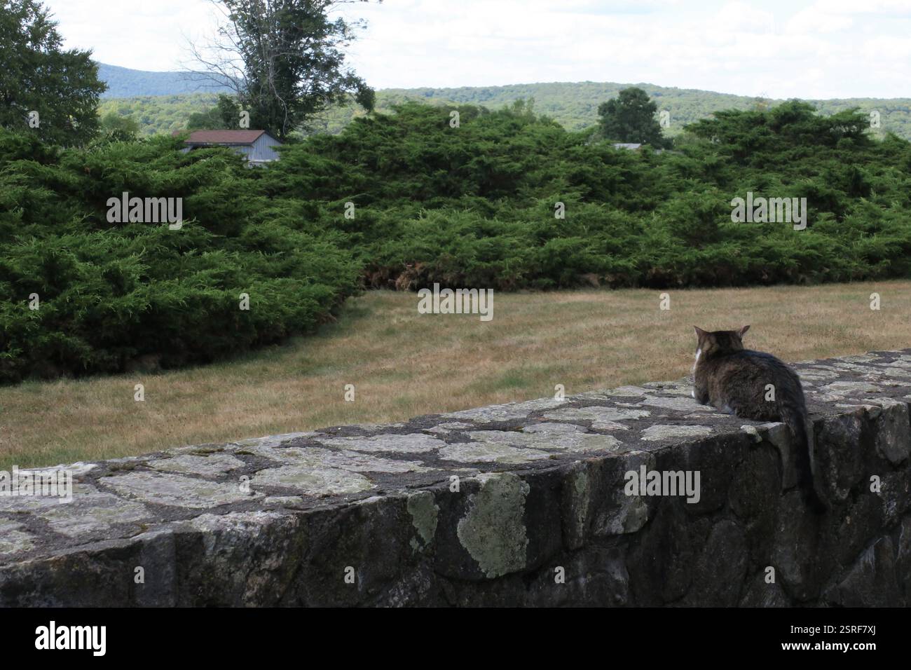 Un chat tabby gris, alerte et vigilant, est assis sur un mur de pierre Banque D'Images