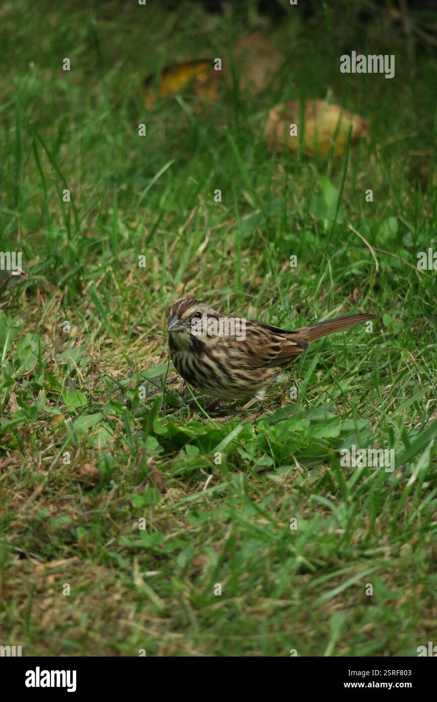Un minuscule moineau, une tache de brun et de gris, recherche de délicieuses friandises dans le pâturage vert émeraude. Banque D'Images