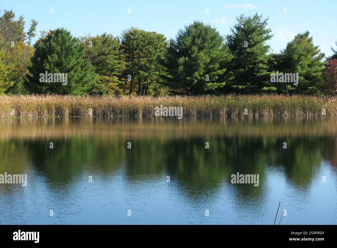 Journée d'automne paisible avec des arbres à feuilles persistantes et des roseaux reflétés dans un étang immobile. Banque D'Images