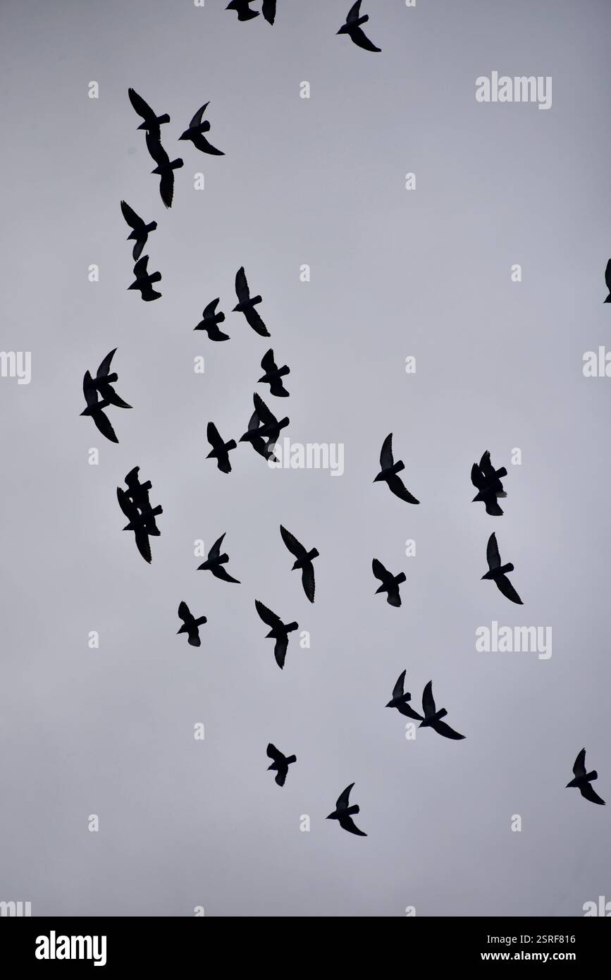 Oiseaux en vol sur fond nuageux. Banque D'Images