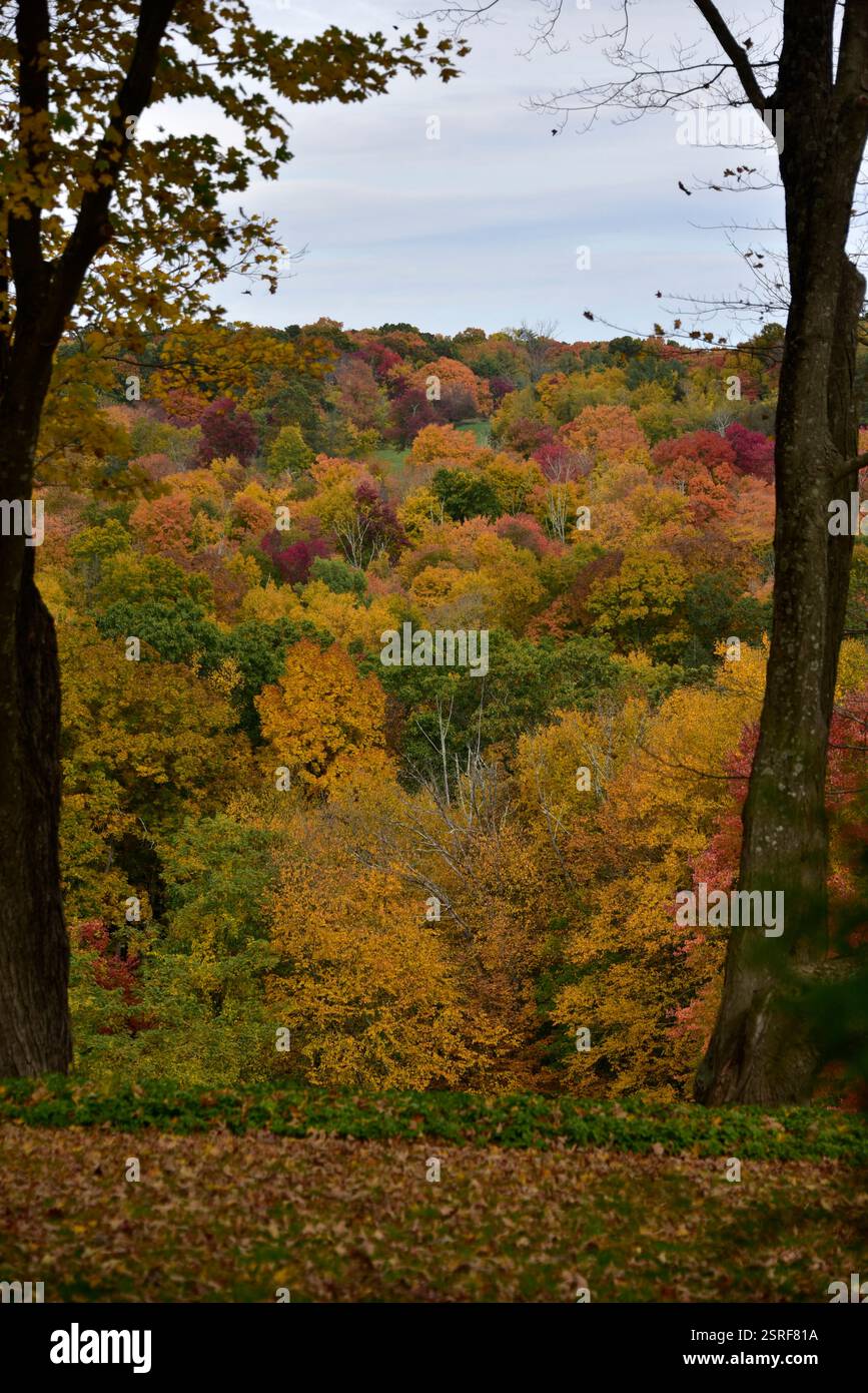 Les couleurs d'automne d'orange et de jaune peignent les érables. Banque D'Images