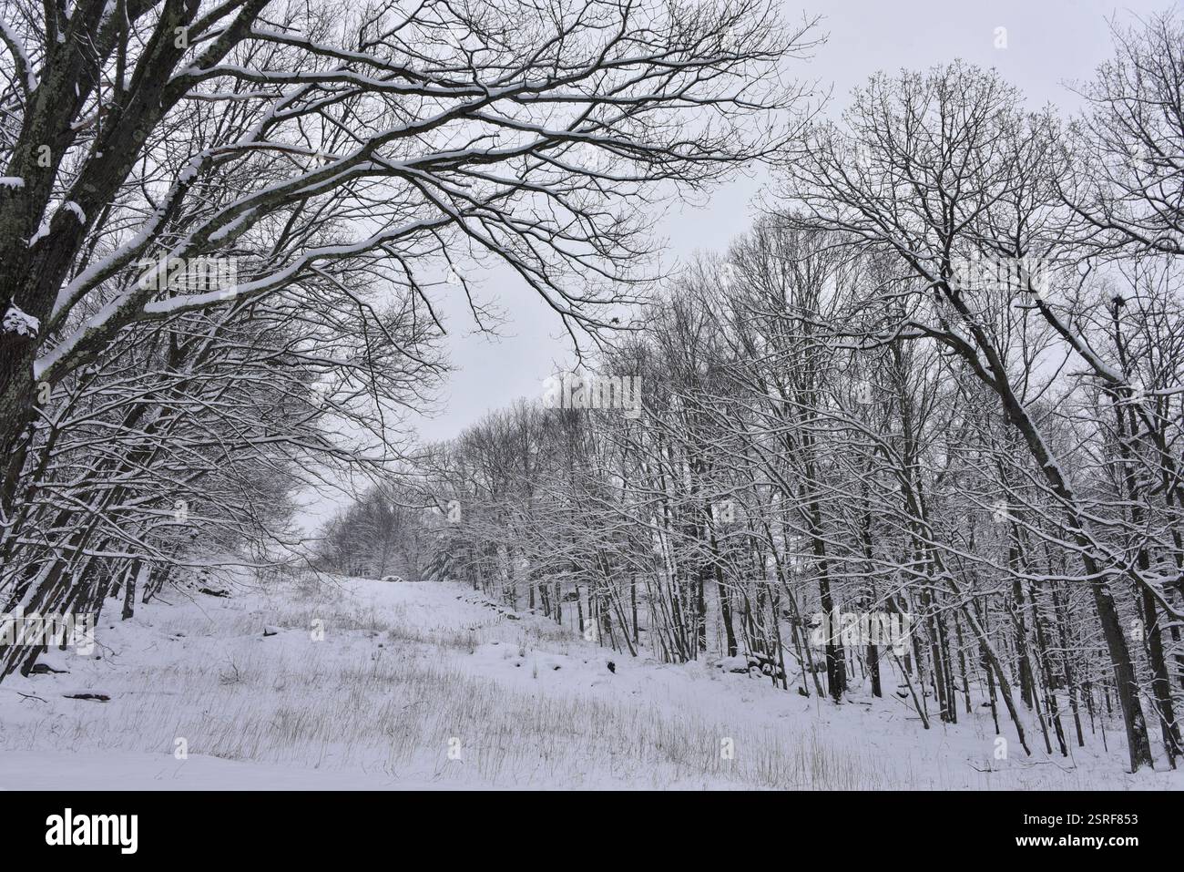 Scène hivernale enneigée avec des arbres drapés dans la beauté enneigée blanche. Banque D'Images