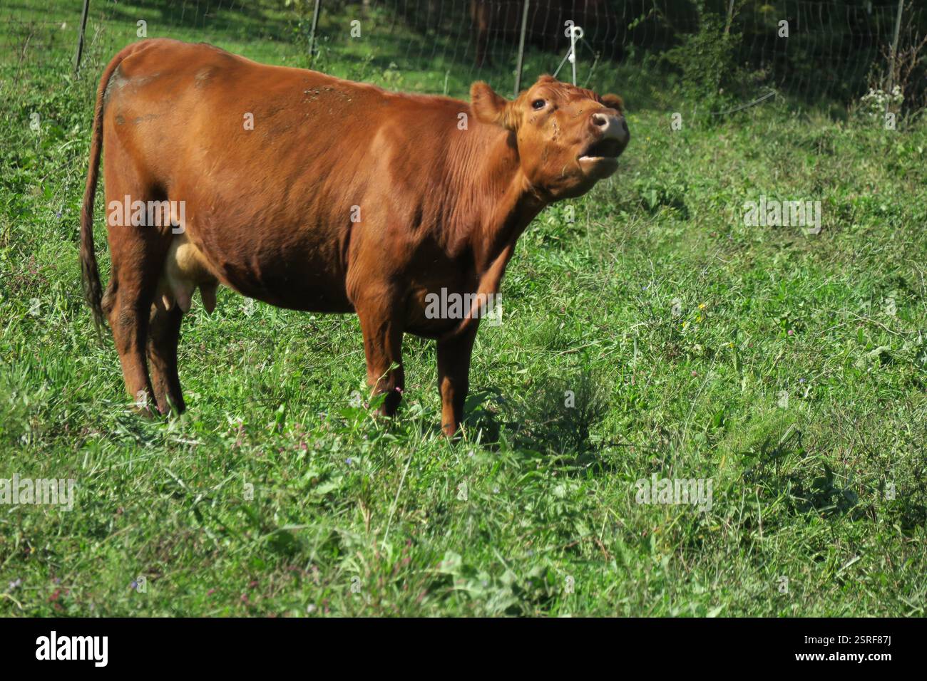 Une vache sereine, se prélassant dans la lumière dorée d'une journée d'été. Banque D'Images