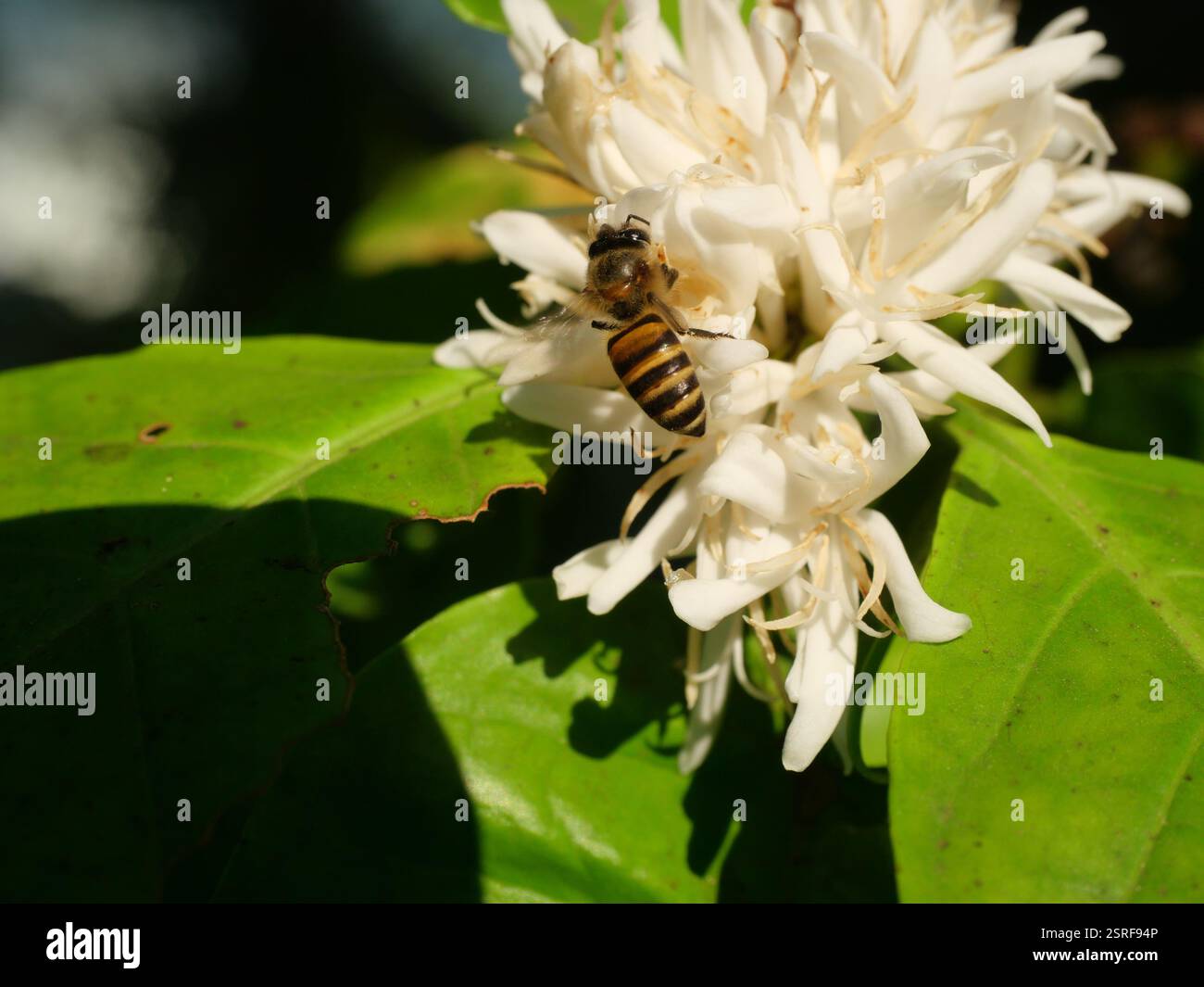 Abeille sur la fleur de café de Robusta sur la plante d'arbre avec feuille verte avec couleur noire en arrière-plan. Pétales et étamines blanches de fleurs en fleurs Banque D'Images Abeille sur la fleur de café de Robusta sur la plante d'arbre avec feuille verte avec couleur noire en arrière-plan. Pétales et étamines blanches de fleurs en fleurs Banque D'Images