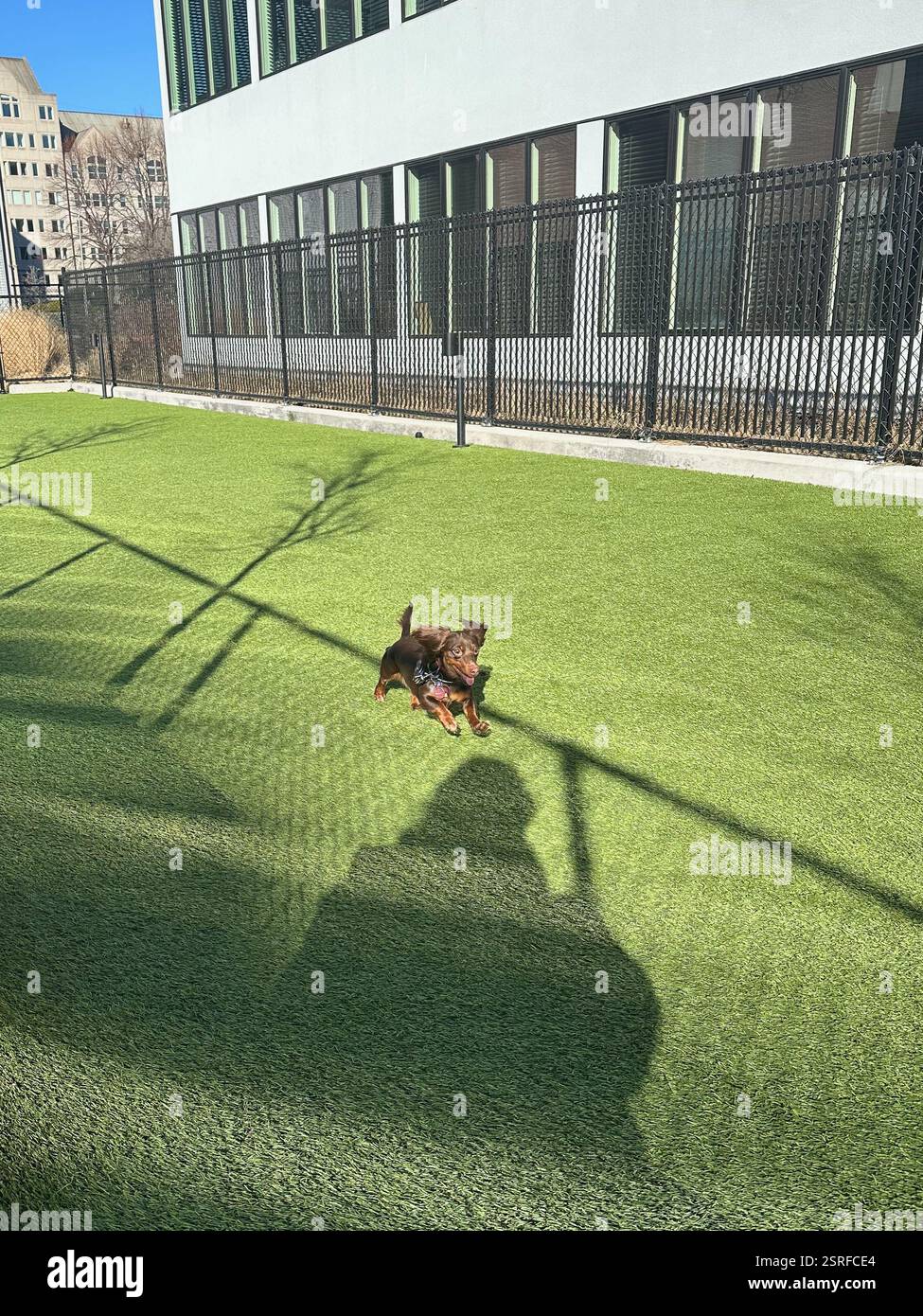 Stamford, CT, États-Unis - 1er février 2025 : petit teckel en chocolat courant dans un parc pour chiens Banque D'Images