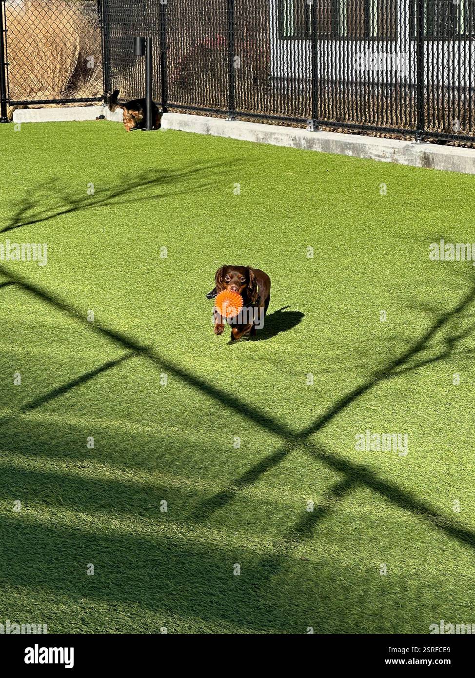 Stamford, CT, États-Unis - 1er février 2025 : petit teckel en chocolat courant vers la caméra avec une boule orange spiky dans sa bouche Banque D'Images