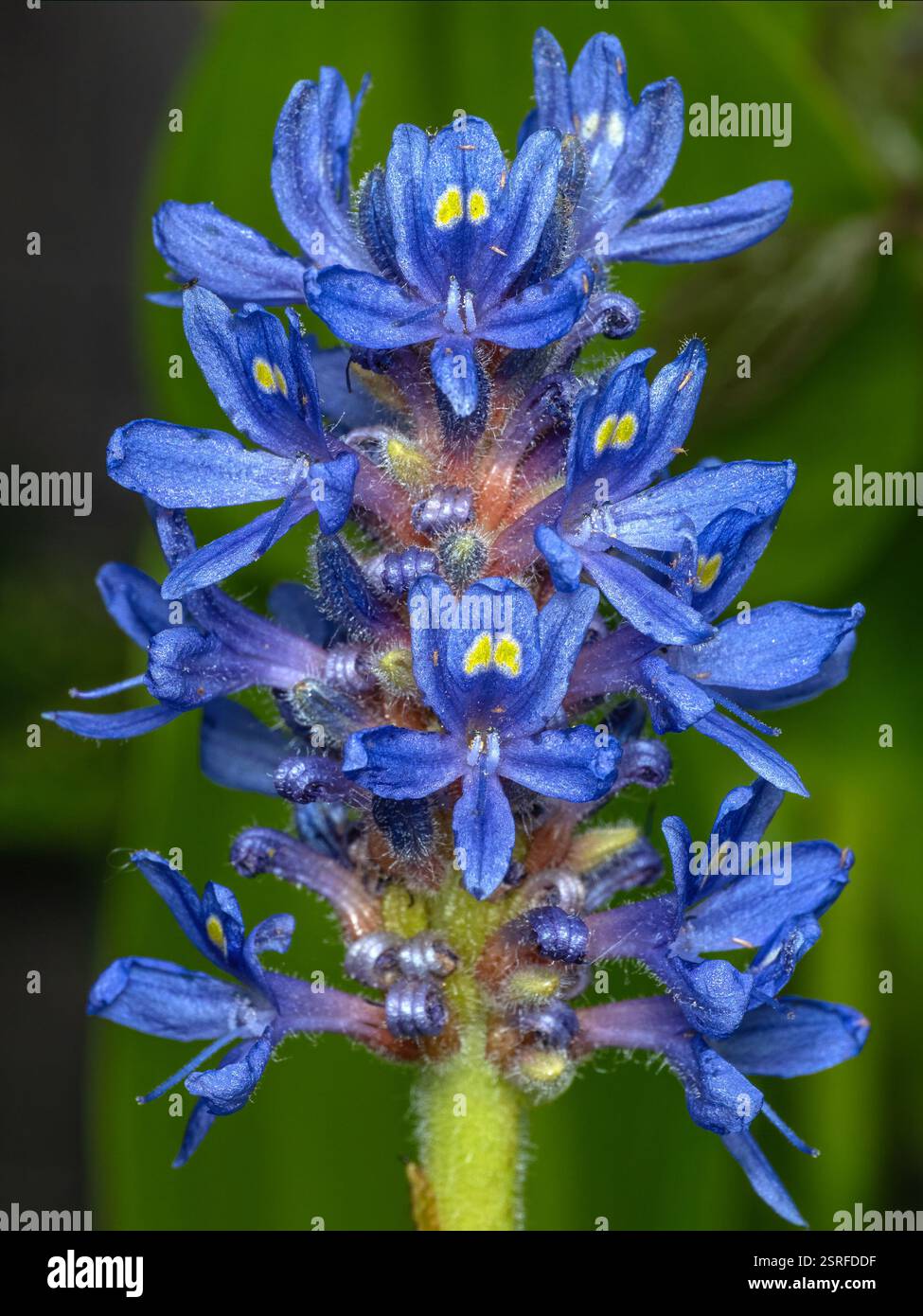 Jolies fleurs bleues d'une plante de pioche (Pontederia cordata) montrant les marques jaunes caractéristiques qui peuvent attirer les abeilles pour la pollinisation Banque D'Images