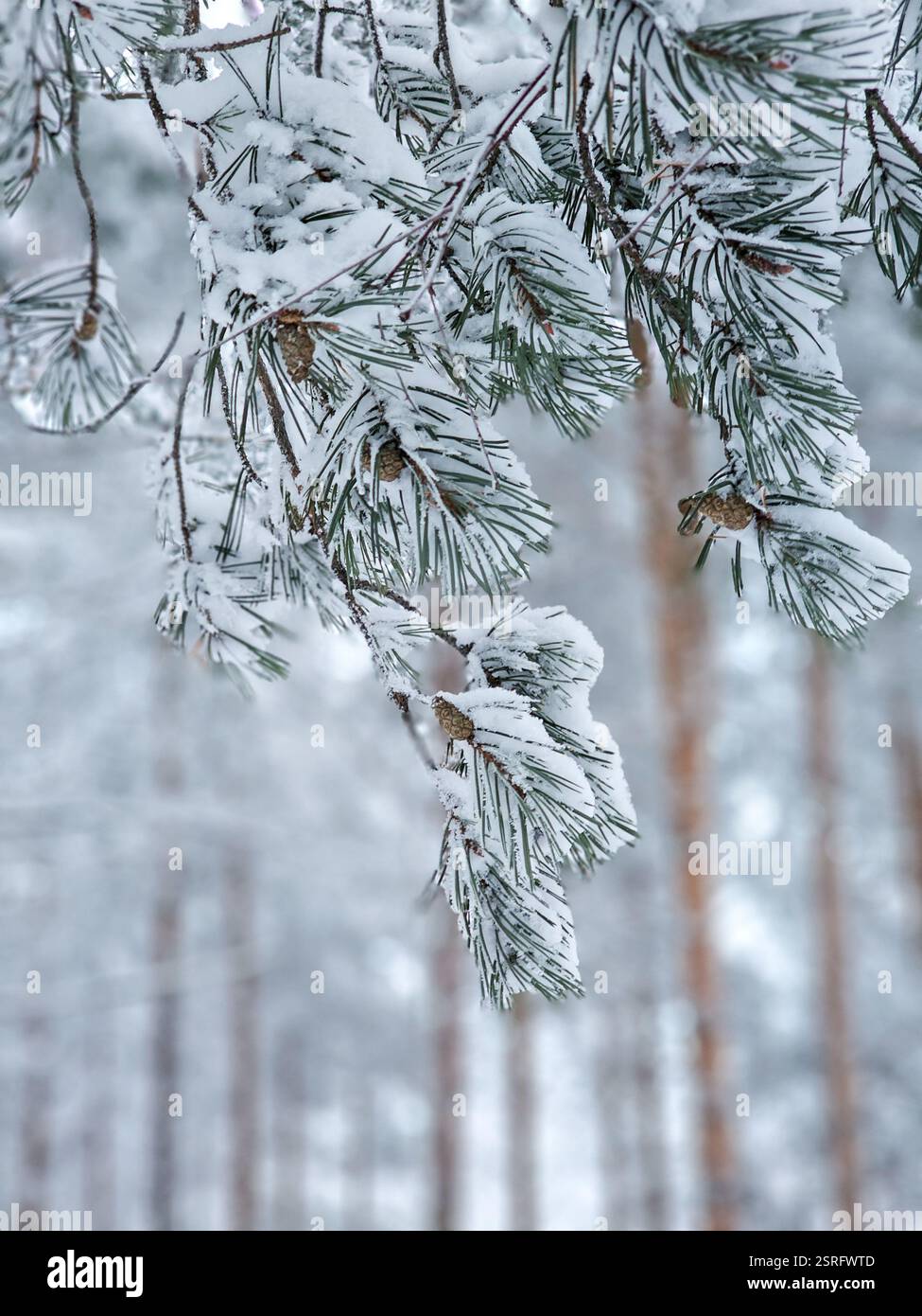 Branches de pin recouvertes de neige - Image de stock capturée avec un smartphone