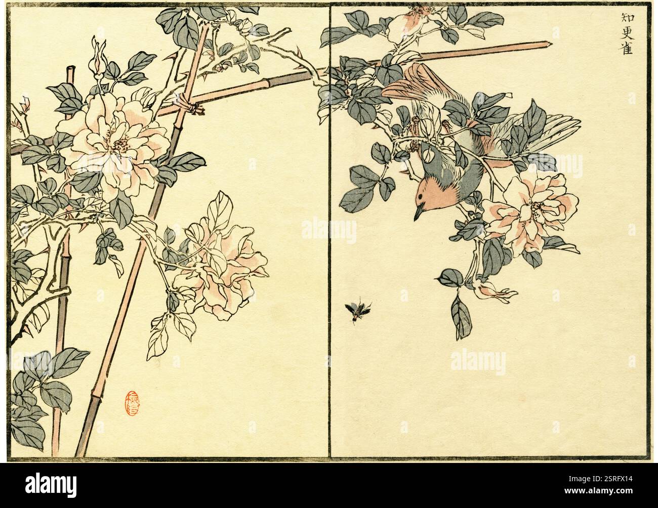 Robin japonais et fleur de rose chinoise ( Larvivora akahige / Rosa chinensis) / album Kono Bairei de cent oiseaux (Bairei Hyakucho Gafu) 1881 Banque D'Images
