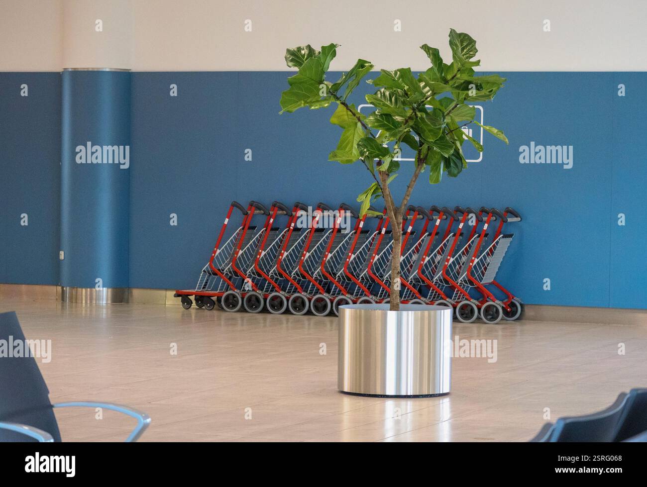 Une plante verte dans un pot dans une salle d'attente d'aéroport. Banque D'Images