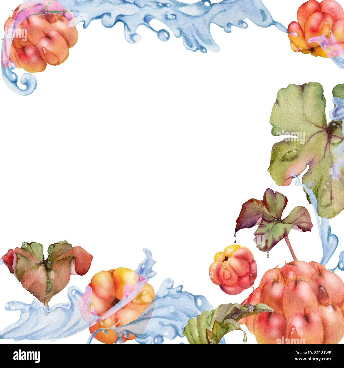 Framboise cloudberry volant dans l'eau des vagues éclaboussures de gouttes, dessiné à la main à l'aquarelle, baie de forêt rouge mûre et feuilles. Illustration du cadre carré Banque D'Images