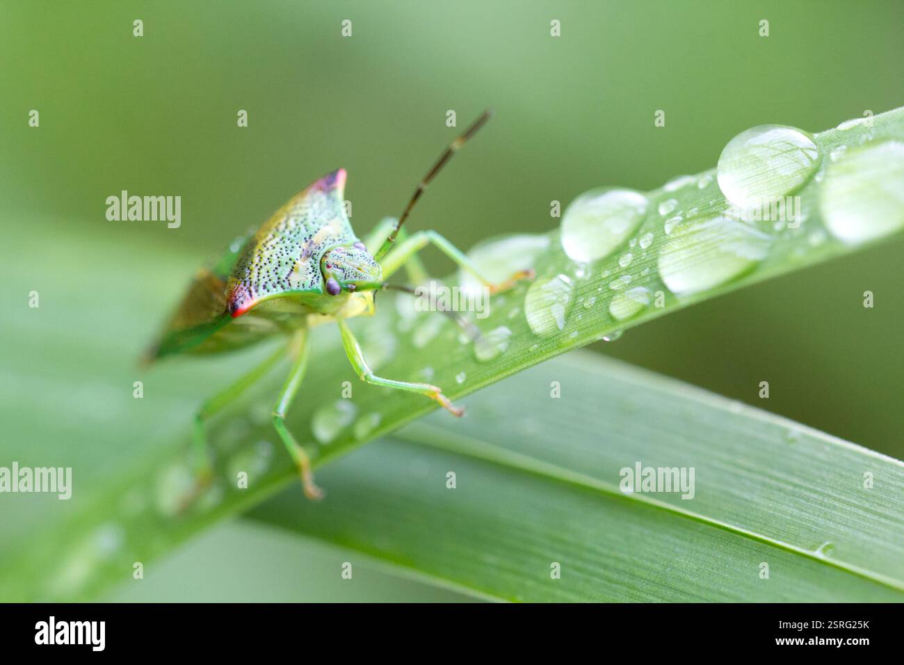Acanthosoma hémorroidale. L'insecte du bouclier de l'aubépine, adulte après la pluie avec des gouttes d'eau - Raasepori, sud-ouest de la Finlande Banque D'Images