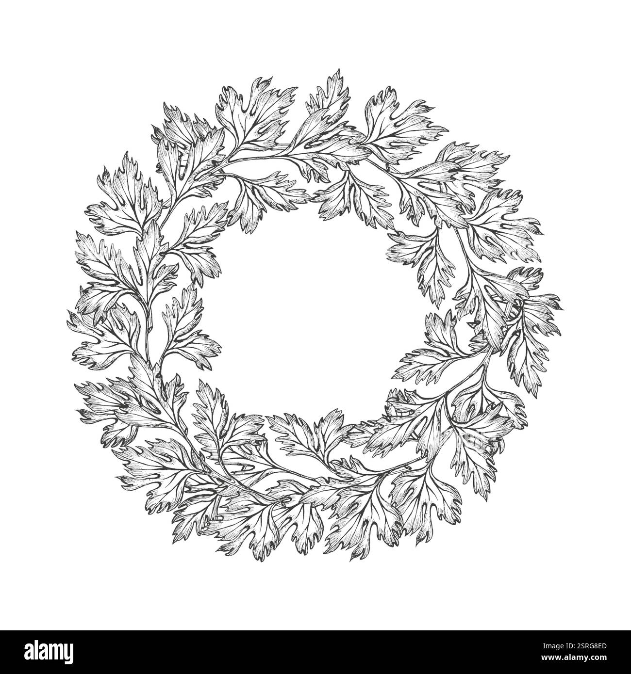 Couronne de persil, coriandre, coriandre. Illustration graphique vectorielle sur la forme de fond blanc. Nourriture saine, épices. Esquisse à l'encre dessinée à la main. Légume à feuilles Illustration de Vecteur