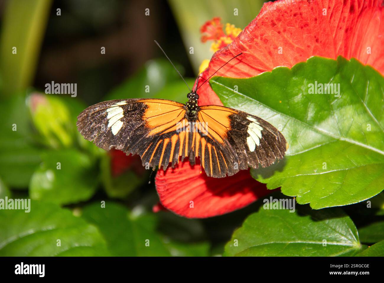 Papillon Heliconius melpomene sur une fleur tropicale Banque D'Images
