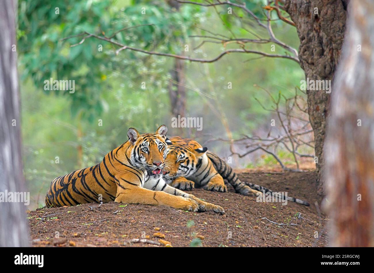 Tigres (Panthera tigris) de la réserve de tigres de Tadoba Andhari, Maharashtra, Inde Banque D'Images