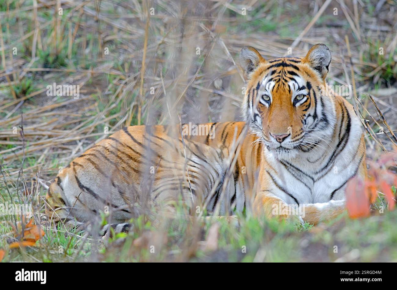 Tigres (Panthera tigris) de la réserve de tigres de Tadoba Andhari, Maharashtra, Inde Banque D'Images