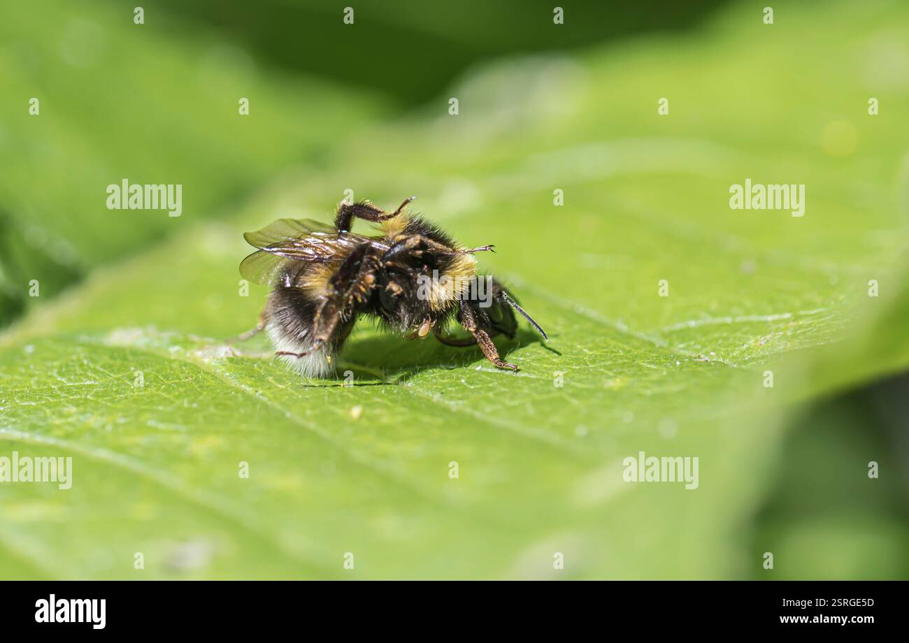 Bombus Soroeensis, bourdon à ceinture brisée, montre de nombreux acariens accrochés à ses poils et l'abeille essaie de les déloger sur une feuille dans un jardin, Norfol Banque D'Images