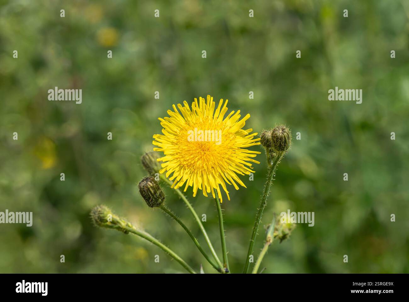 Chardon de truie épineuse Sonchus Asper, chardon de lait rugueux, chardon de truie épineux, poussant dans la haie sur la côte, Norfolk, juin Banque D'Images