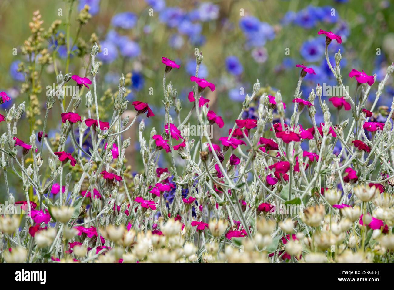 Lychnis coronara Rose campion, floraison dans la bordure du jardin semble frappant sur fond de floraison bleu, juillet, Norfolk Banque D'Images