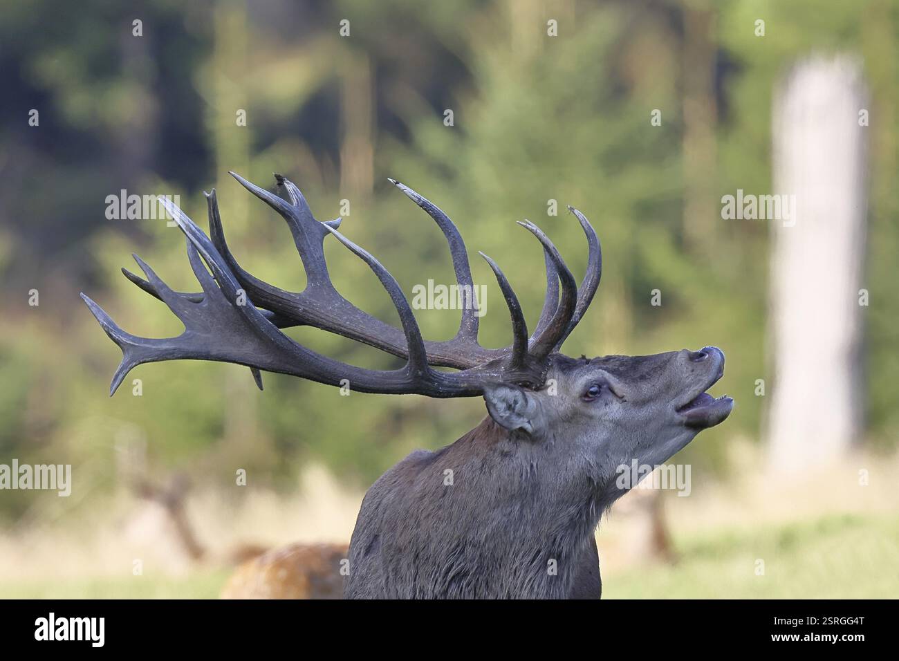 Cerf roux (Cervus elaphus), cerf majuscule pendant l'ornière à la lisière de la forêt, portrait animal, faune sauvage, Rhénanie du Nord-Westphalie, Allemagne, Europe Banque D'Images