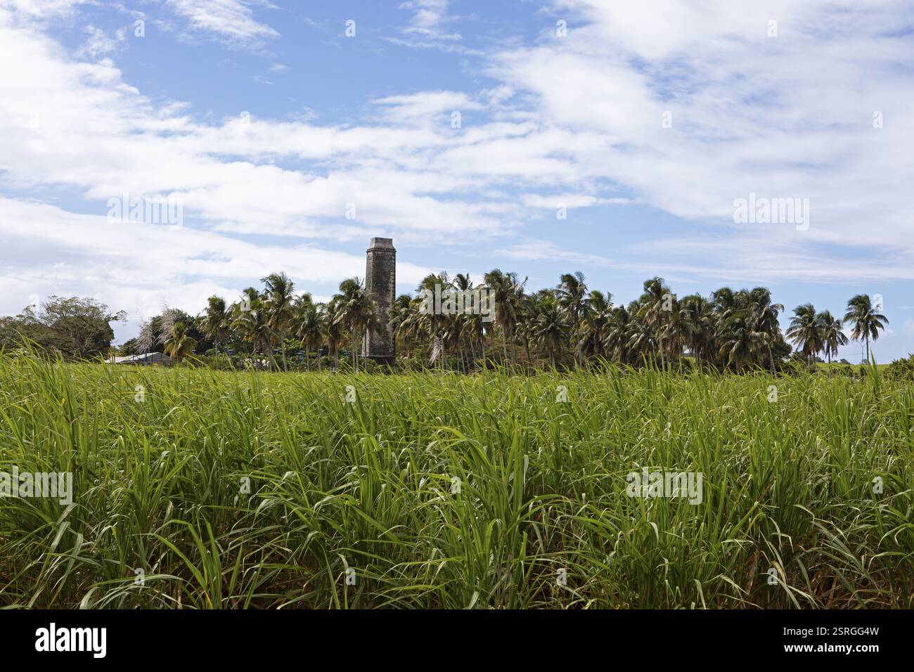 Plantation de canne à sucre, derrière une palmeraie et une usine de canne à sucre, district de Pamplemousses, Maurice, Afrique Banque D'Images Plantation de canne à sucre, derrière une palmeraie et une usine de canne à sucre, district de Pamplemousses, Maurice, Afrique Banque D'Images
