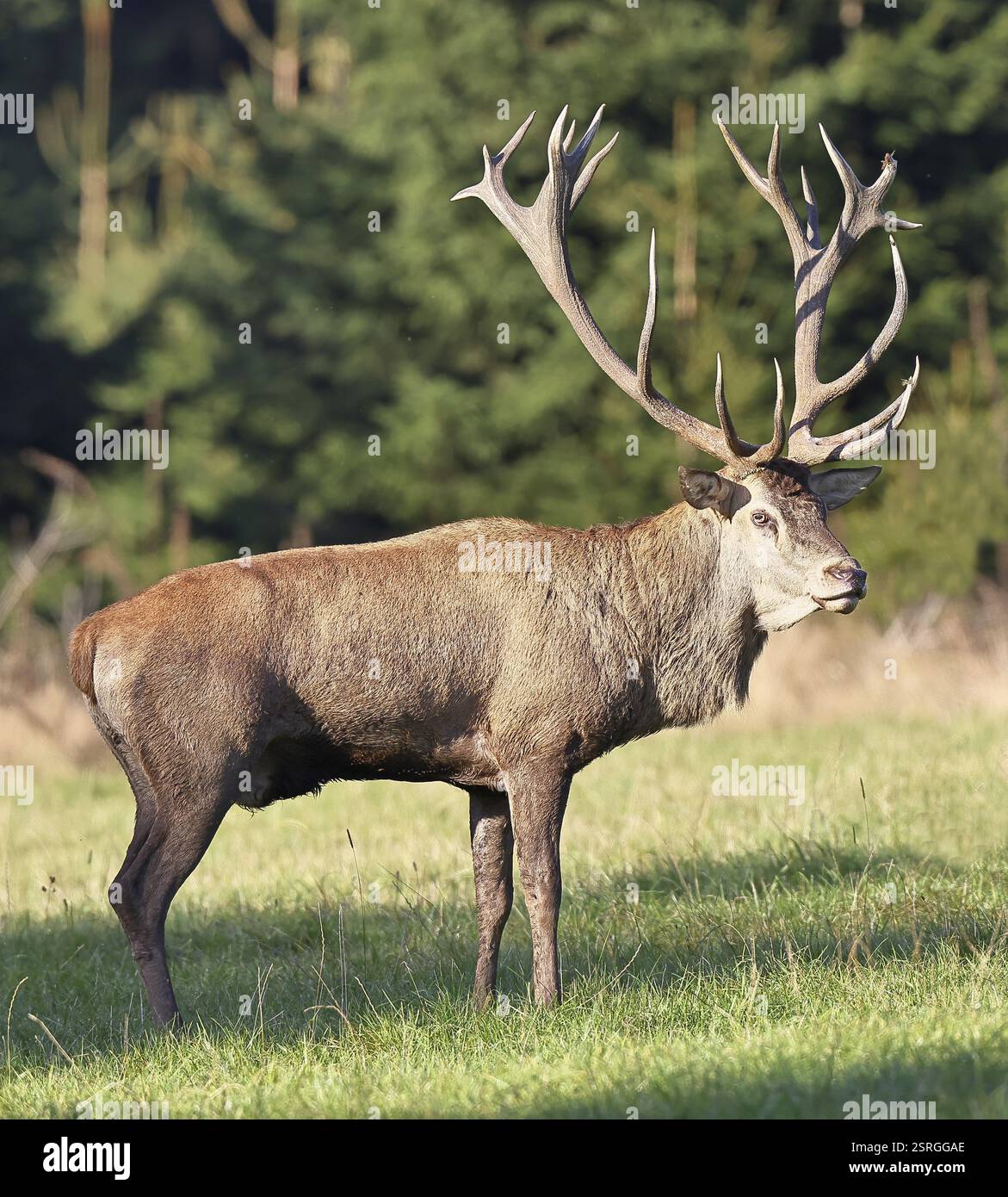 Cerf roux (Cervus elaphus), cerf majuscule pendant l'ornière à la lisière de la forêt, faune sauvage, Rhénanie du Nord-Westphalie, Allemagne, Europe Banque D'Images