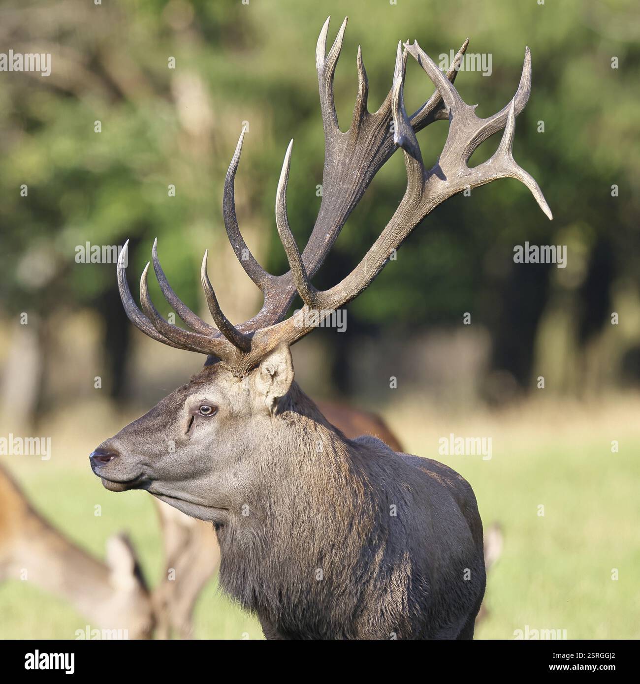 Cerf roux (Cervus elaphus), cerf majuscule pendant l'ornière à la lisière de la forêt, portrait animal, faune sauvage, Rhénanie du Nord-Westphalie, Allemagne, Europe Banque D'Images
