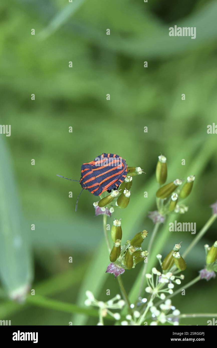 Insectes rayés (Graphosoma italicum) s'accouplant sur une fleur du cerfeuil des prairies (Anthriscus sylvestris), photographie macro, Wilnsdorf, Rhénanie-du-Nord-Westphalie Banque D'Images
