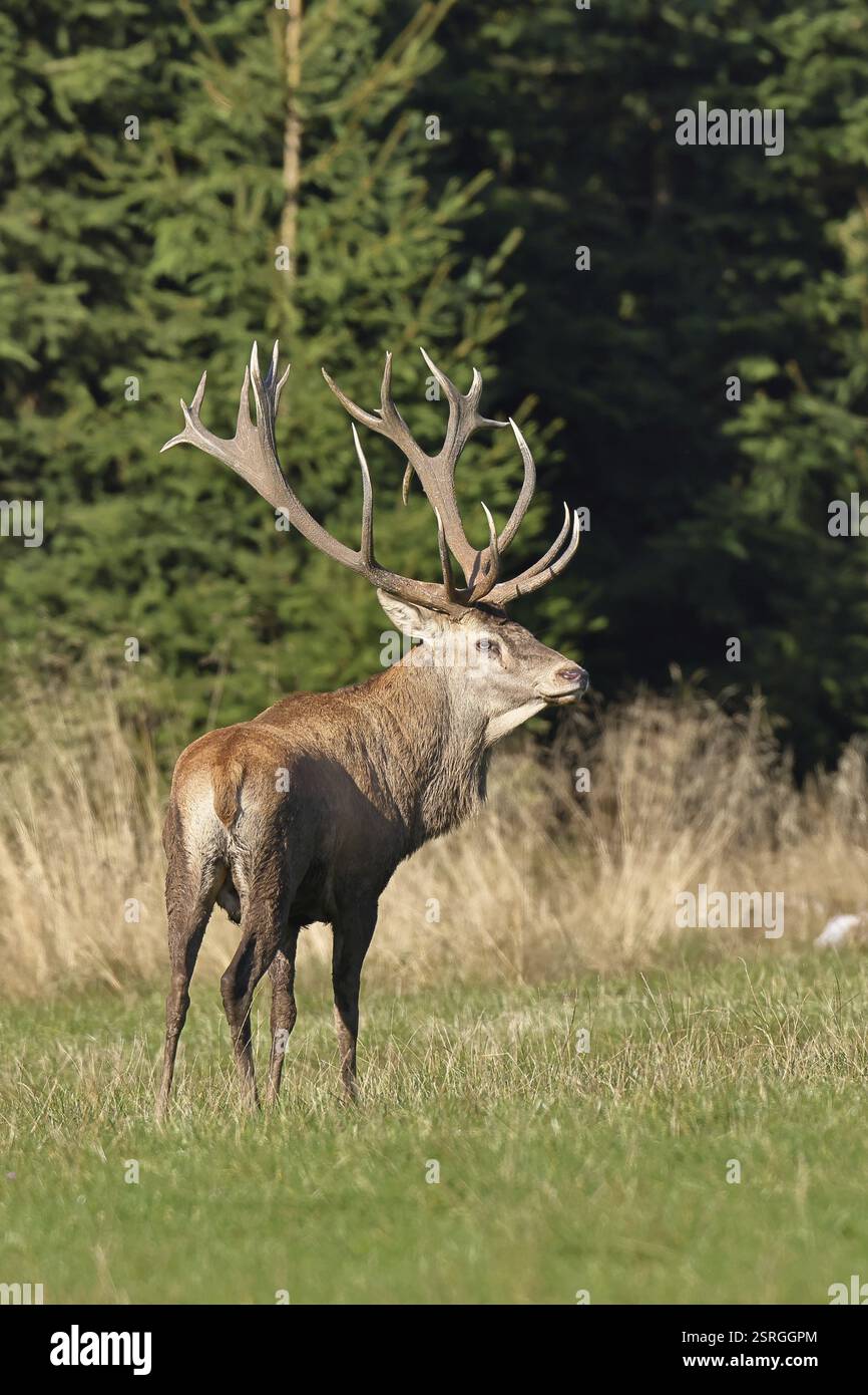 Cerf roux (CDeutschlandervus elaphus) pendant la saison d'ornithage, cerf capital debout dans une clairière forestière, faune sauvage, Sauerland, Rhénanie du Nord-Westphalie Banque D'Images
