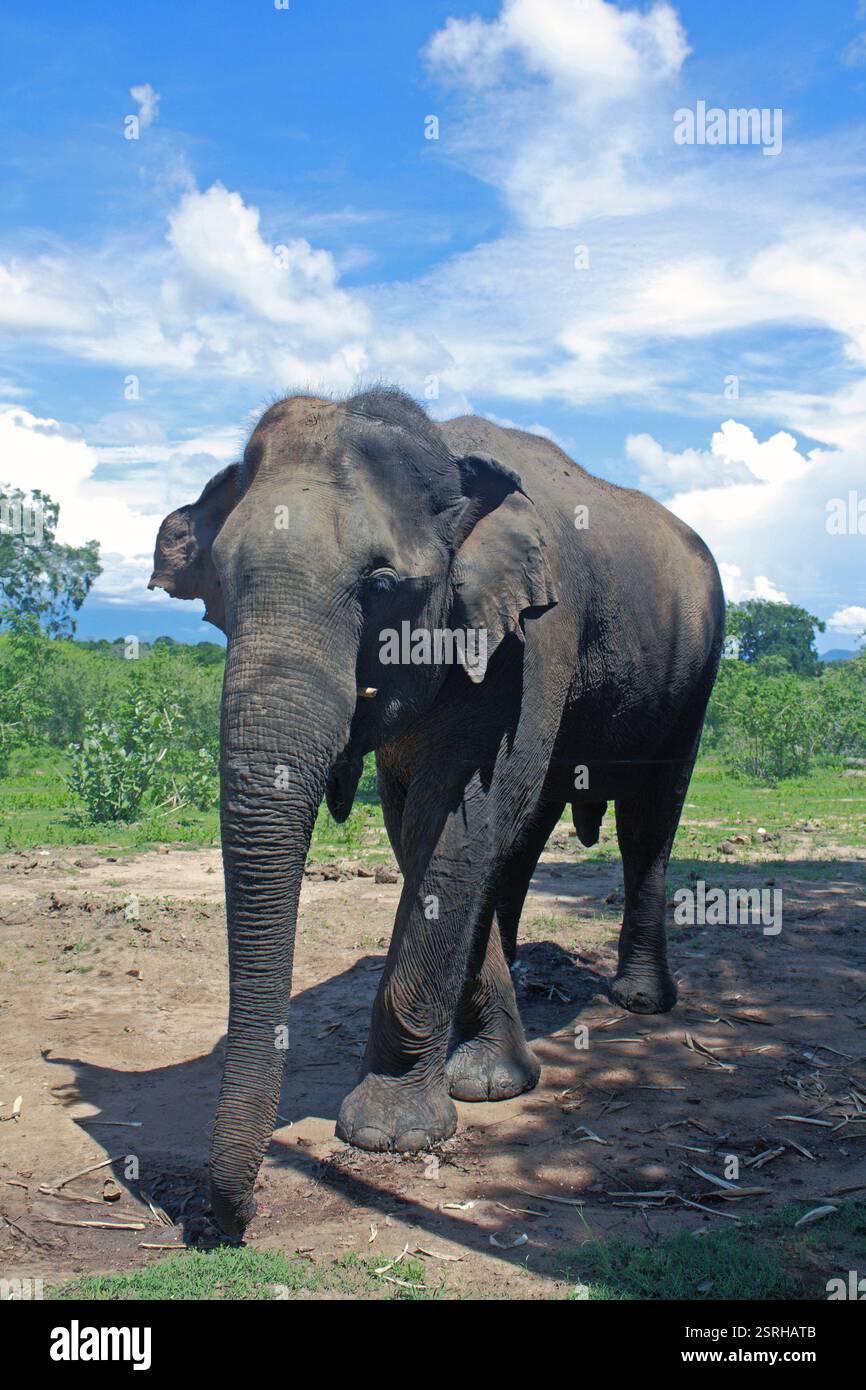 Asian Elephant Elephant Sancturay Sri Lanka South East Asis Banque D'Images