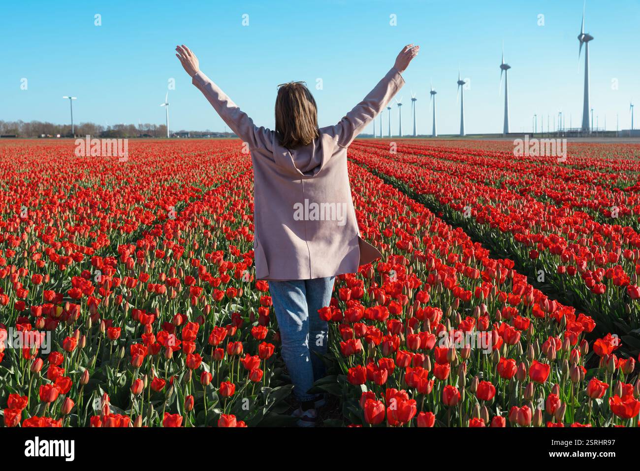 Femme voyageuse se tient au milieu de rangées florissantes de tulipes, les bras tendus en grand Banque D'Images