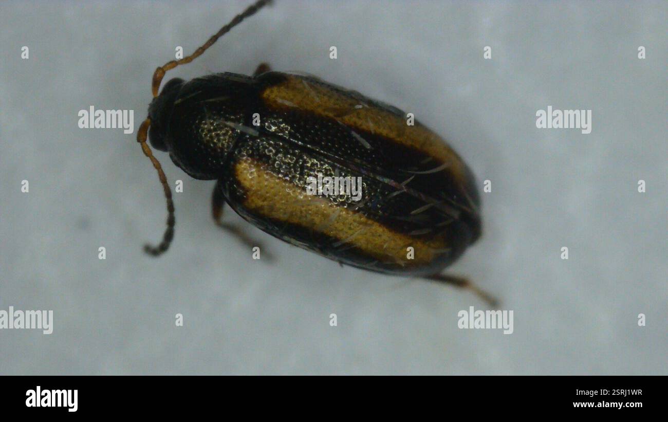 Coléoptère aux puces à rayures (Phyllotreta striolata), Insecta, Perne Ave, Cambridge, Angleterre, GB, 2mm ignorer les débris sur ses élytres Banque D'Images