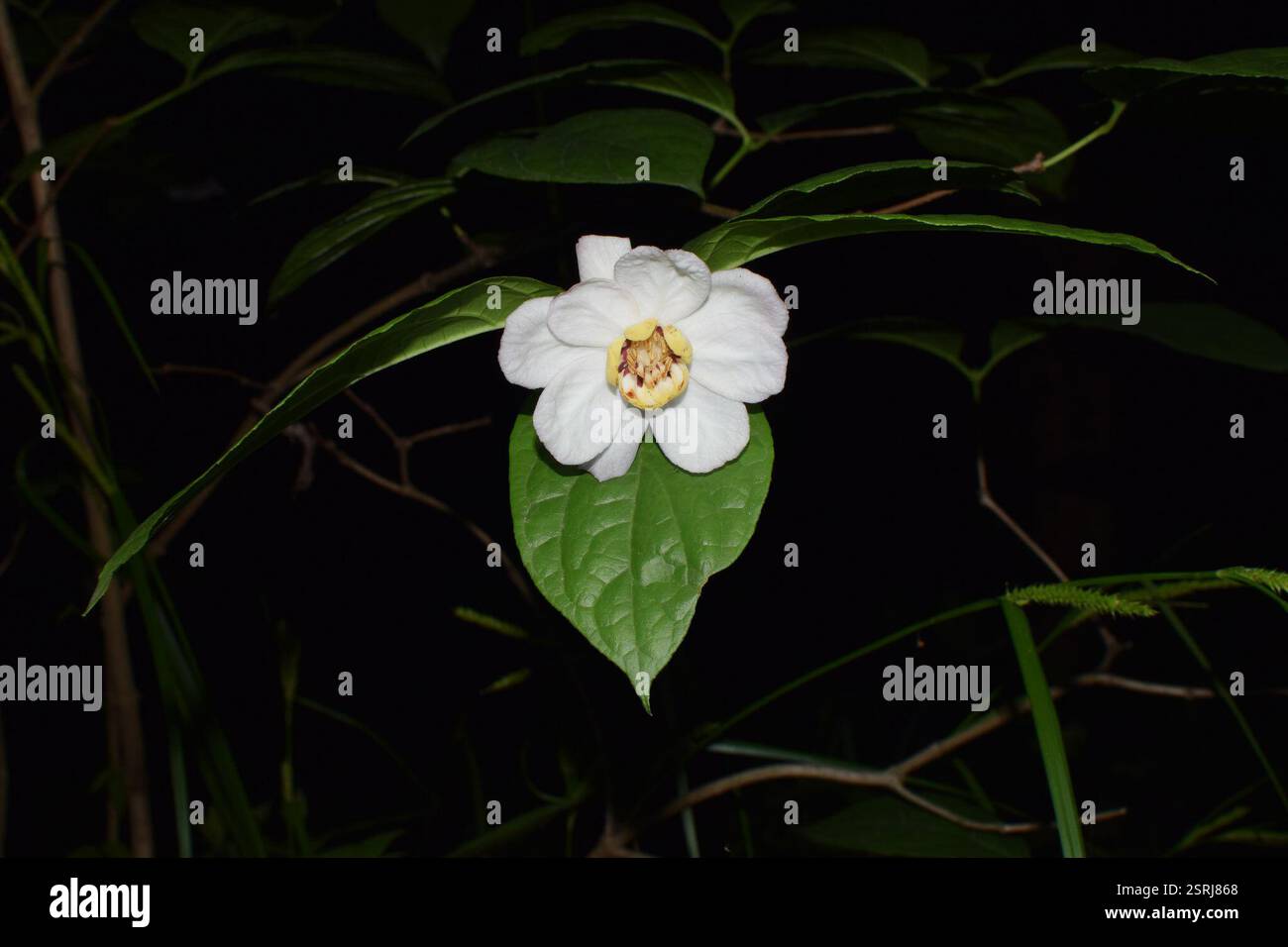 Arbuste doux chinois (Calycanthus chinensis), Plantae, 中国浙江省杭州市西湖区 Banque D'Images
