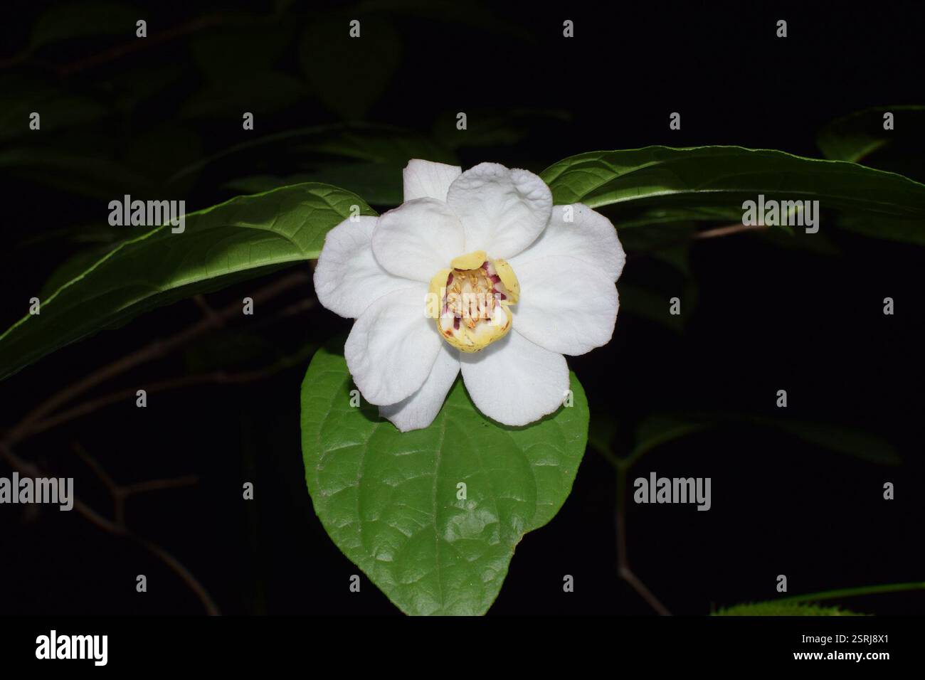 Arbuste doux chinois (Calycanthus chinensis), Plantae, 中国浙江省杭州市西湖区 Banque D'Images