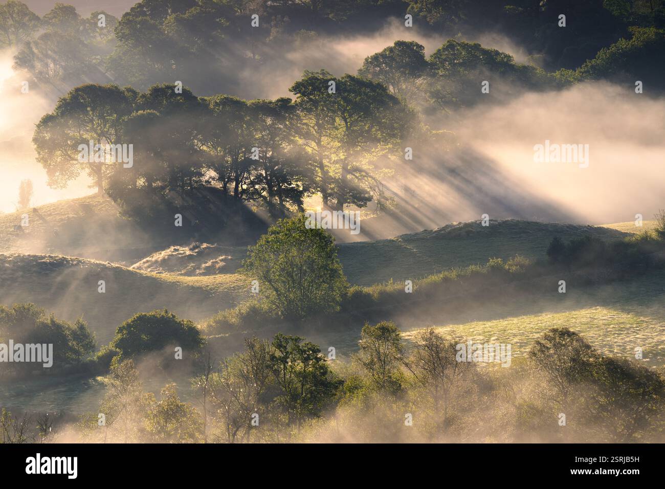 Des rayons de lumière dorés brillent à travers les arbres brumeux avec des collines ondulantes de la campagne britannique. Little Langdale, Lake District, Royaume-Uni. Banque D'Images