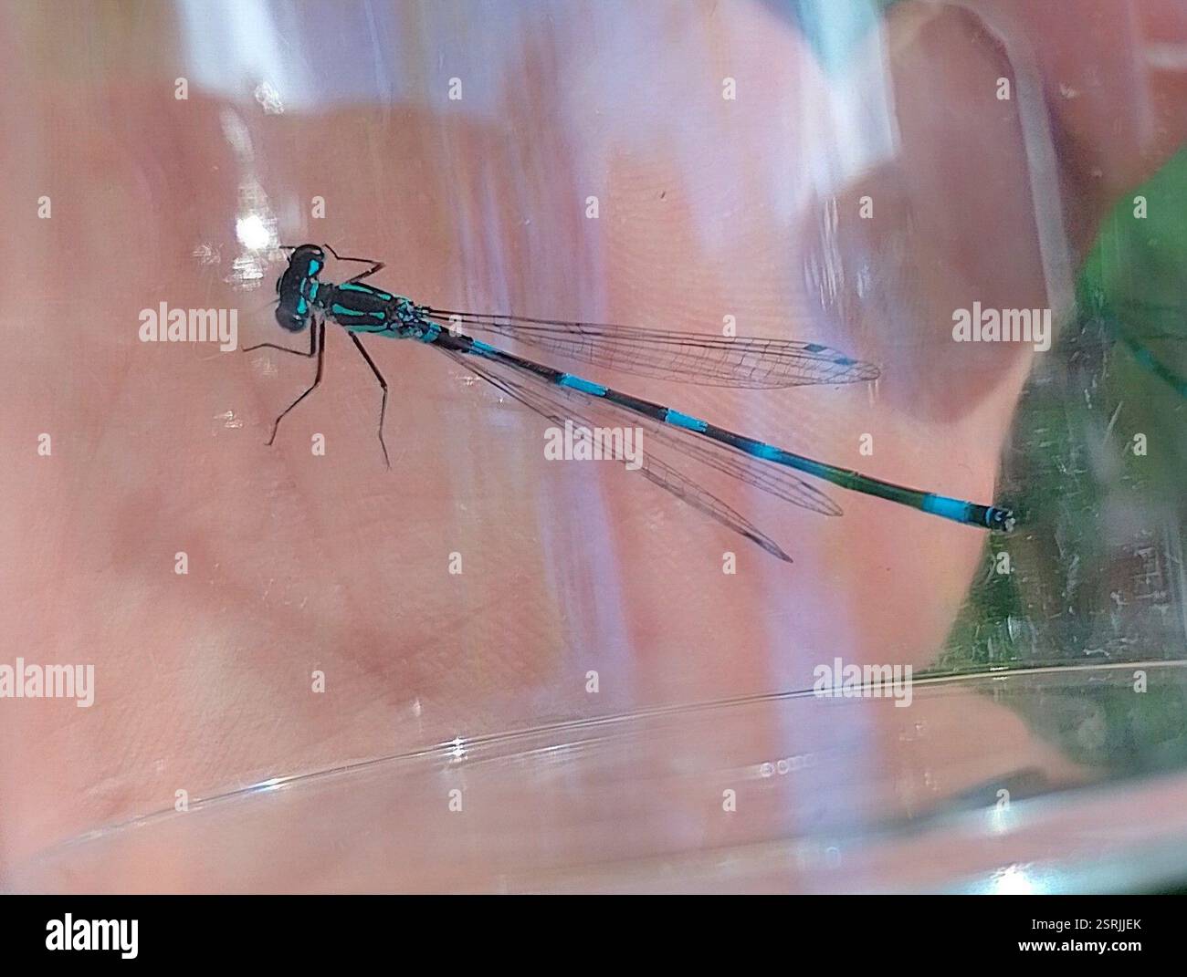Variable Bluet (Coenagrion pulchellum), Insecta, GroÃŸer Montiggler See, 39057 Eppan an der Weinstraße., autonome Provinz Bozen - Südtirol, Italien, BMS 283 LAK 2 Banque D'Images