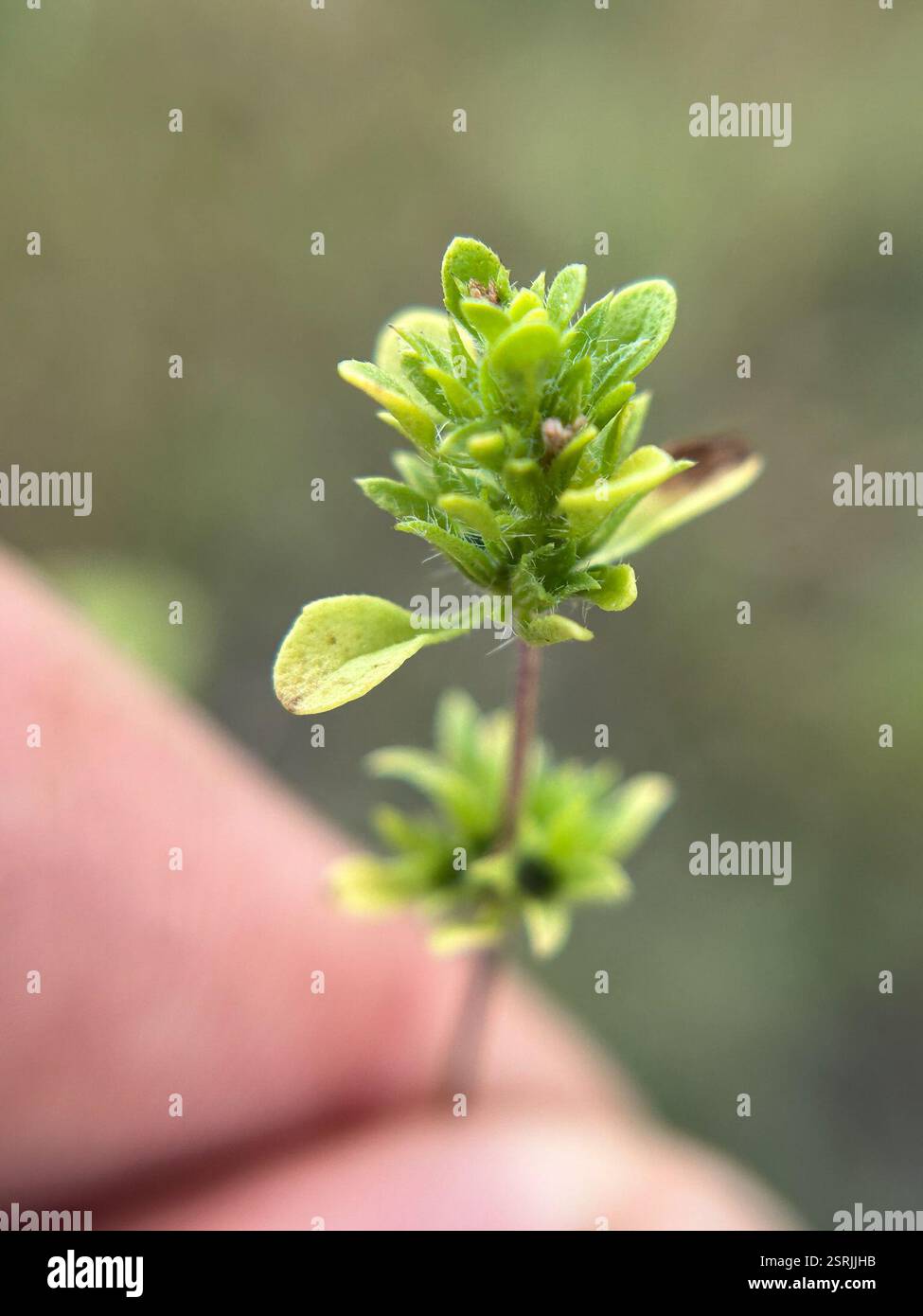 Mesamints (Pogogyne), Plantae, Fort Hunter Liggett, Jolon, CA, ÉTATS-UNIS Banque D'Images