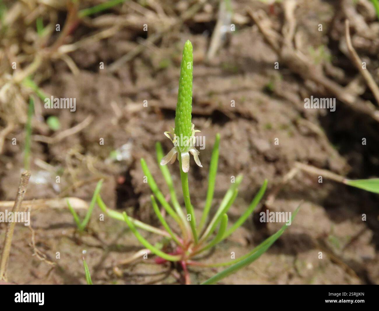 Petite queue de mousette (Myosurus minimus), Plantae, Rossett, Royaume-Uni Banque D'Images