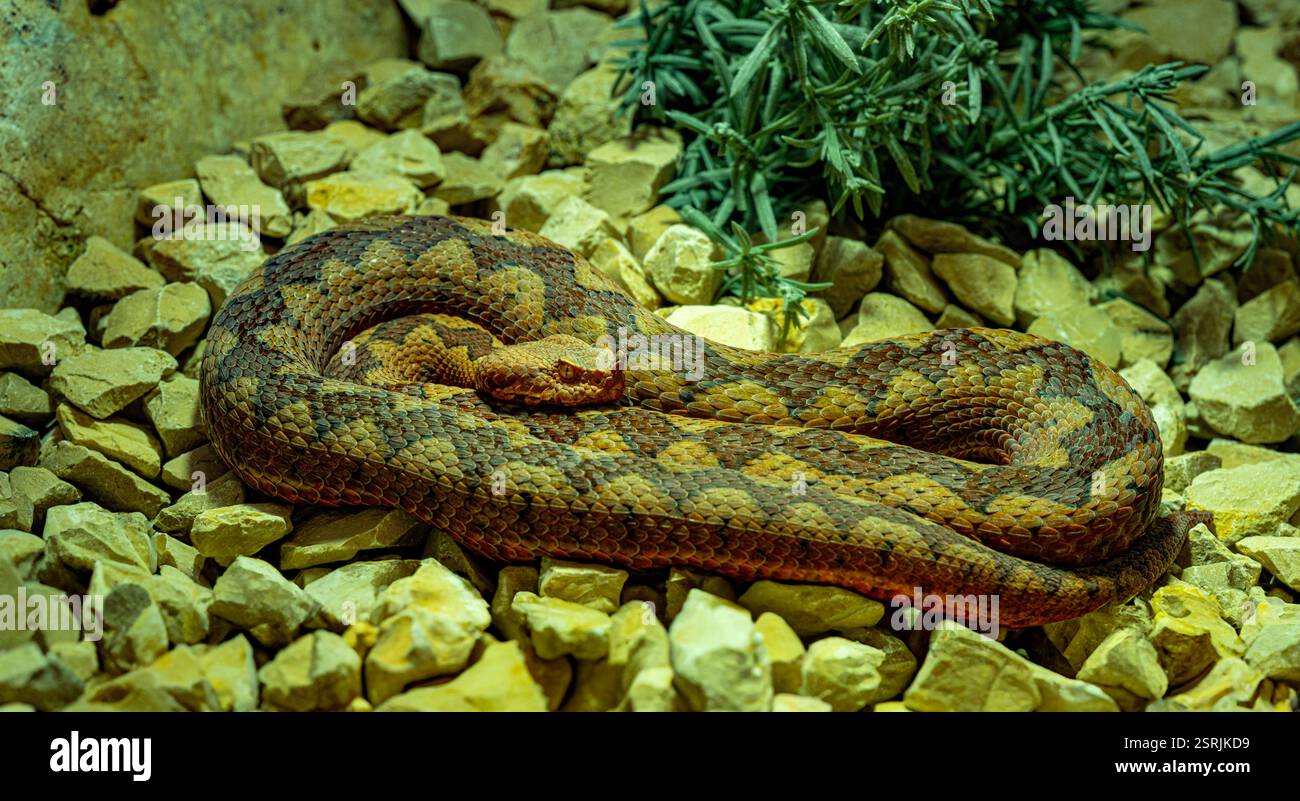 Vipère à cornes, vipère à long nez ou additionneur de sable commun (ammodytes Vipera) Banque D'Images