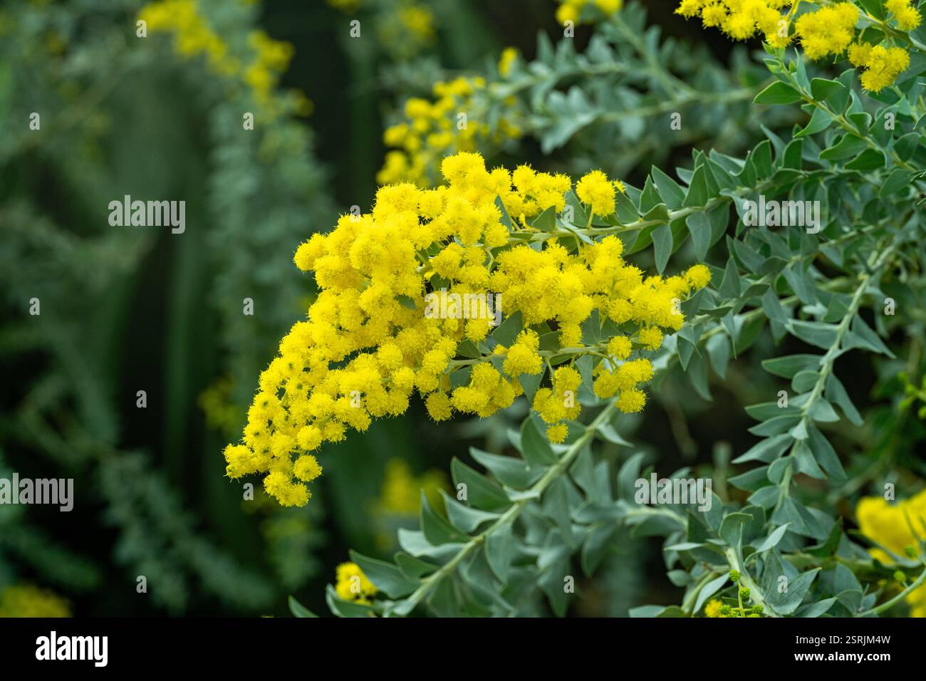 Fleurs jaunes de l'Australian acacia cultriformis Banque D'Images