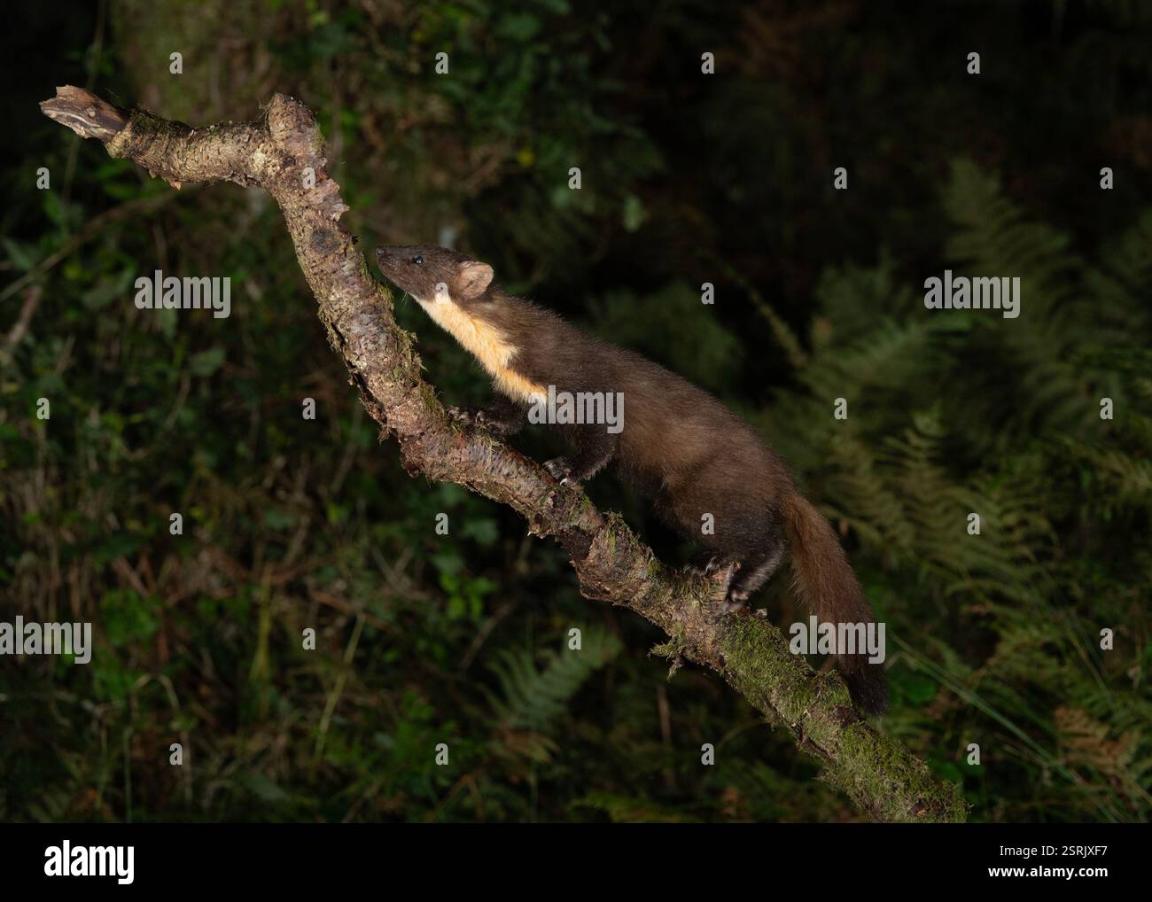 Pine Marten 9Martes martes) grimpant à un arbre, Morvern Écosse. Banque D'Images Pine Marten 9Martes martes) grimpant à un arbre, Morvern Écosse. Banque D'Images