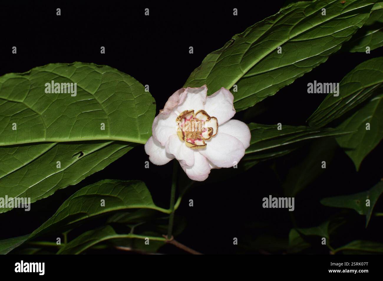Arbuste doux chinois (Calycanthus chinensis), Plantae, 中国浙江省杭州市西湖区 Banque D'Images