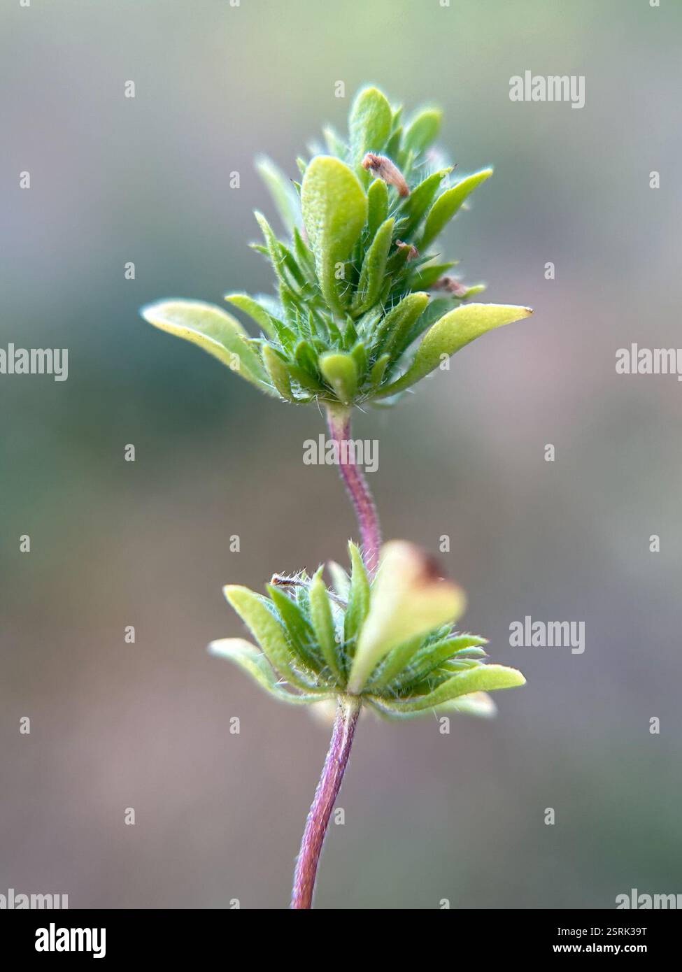 Mesamints (Pogogyne), Plantae, Fort Hunter Liggett, Jolon, CA, ÉTATS-UNIS Banque D'Images
