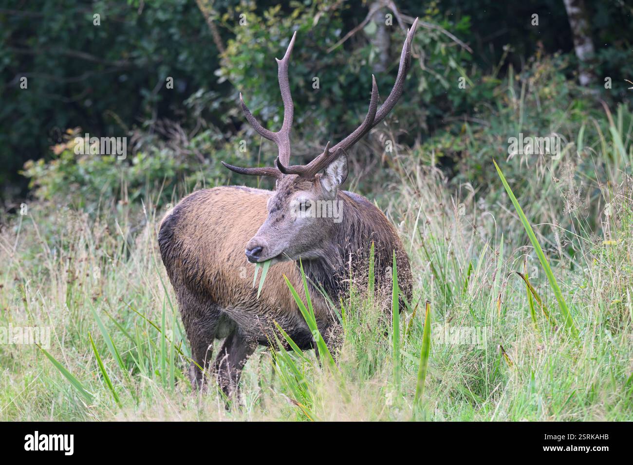 Cerf rouge (Cervus cervus), cerf, sur les rives du Loch Teacuis Morvern, Écosse. Banque D'Images Cerf rouge (Cervus cervus), cerf, sur les rives du Loch Teacuis Morvern, Écosse. Banque D'Images
