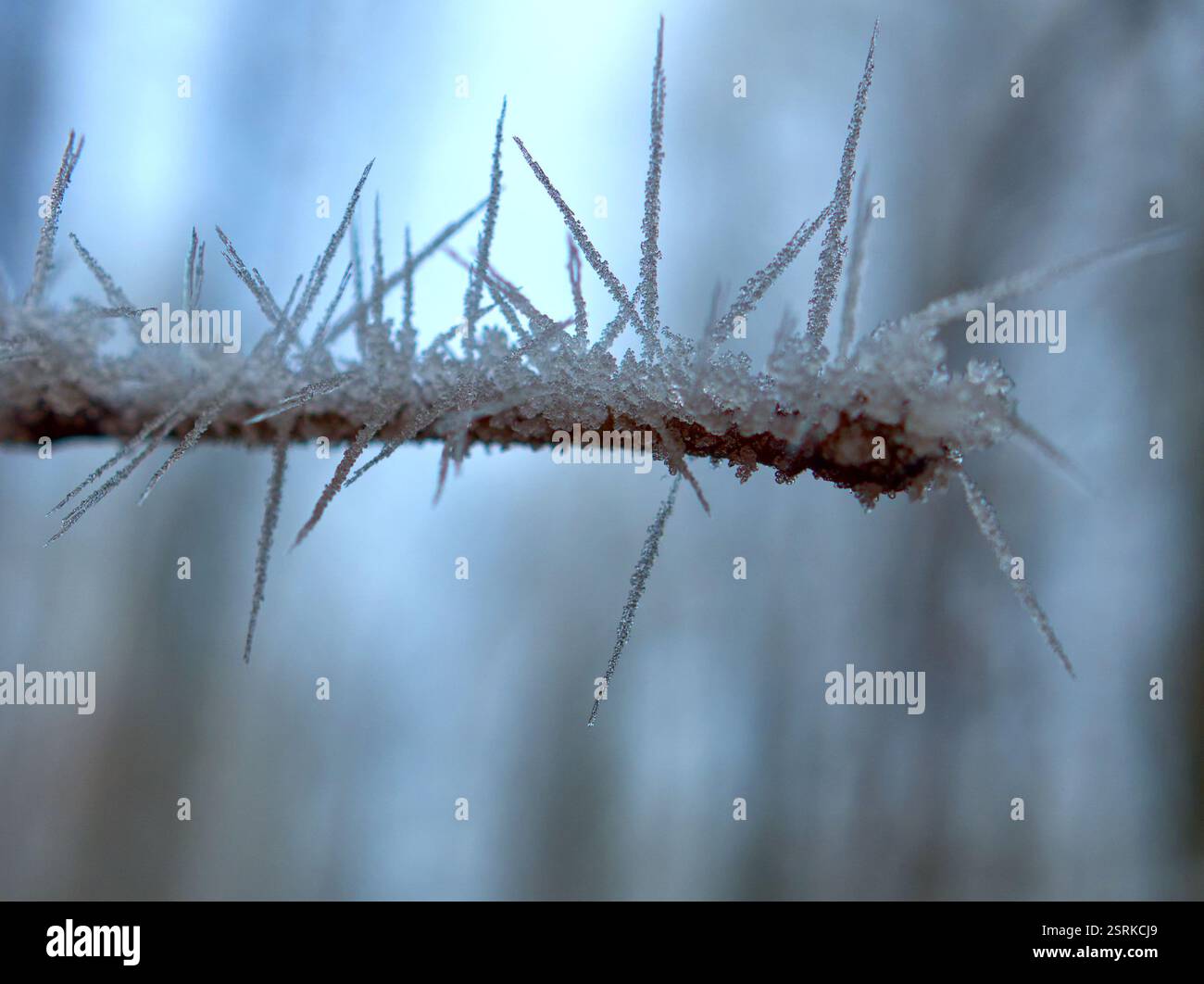 Cristaux de glace congelés en forme de flèches sur une brindille brune Banque D'Images