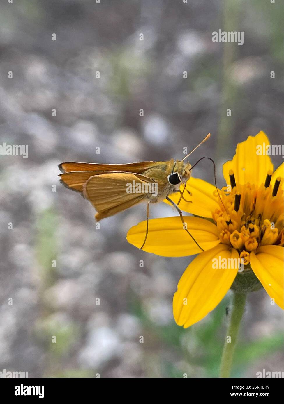Orange Skipperling (Oarisma aurantiaca), Insecta, Eisenhower Park, San Antonio, TX ÉTATS-UNIS Banque D'Images
