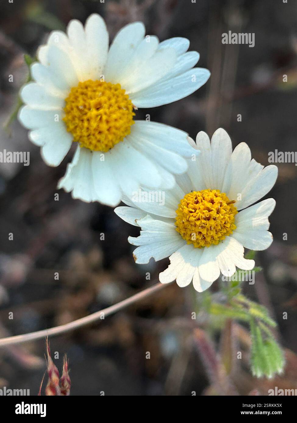Tidytips (Layia glandulosa), Plantae, Fort Hunter Liggett, Jolon, CA, ÉTATS-UNIS Banque D'Images